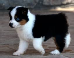 Black Australian Shepherd Puppy Pin On Current Available Toy Australian Shepherd Puppies Lindsey S Aussies