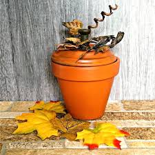 I like to plant them in clusters instead of individually, and i prefer azalea pots. Old Man Cactus Growing Tips For Cephaocereus Senilis