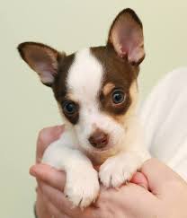 Black And Brown Rat Terrier Chihuahua Mix Adopt Buddy On Petfinder Rat Terrier Mix Rat Terrier Dogs Rat Terrier Puppies