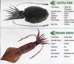 All other aquatic animals are haram. What Is The Difference Between Squid And Cuttlefish Quora