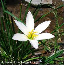 Gratis untuk komersial tidak perlu kredit bebas hak cipta. Klasifikasi Ilmiah Zephyranthes Dan Manfaatnya Bagi Kesehatan Sebagai Tanaman Obat Herbal Jdsk