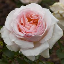 Son somptueux feuillage vert foncé brillant, qui bénéficie de plus d'une très bonne résistance aux maladies , fait admirablement ressortir les teintes subtiles des roses. Rosier Andre Le Notre Meiceppus Rosiers A Grandes Fleurs Meilland Richardier