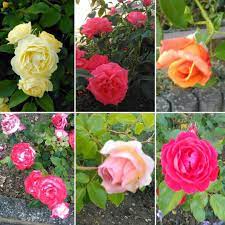 sea of roses in my garden die gelb roten riechen nach vanillie einfach toll leider verdient unser blumenladen vor ort gerade nichts an m flowers plants rose