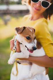 Download Young Stylish Hipster Woman Holding Walking And Playing With Dog For Free In 2020 Hipster Women Free Photos Free Dogs
