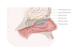 The moist appearance of the nasal planum in healthy dogs is primarily a function of secretions from the paired lateral nasal glands. Nose And Sinuses Amboss