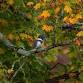 NJ Audubon: Fall Foliage Walk at Hawk Rise event image