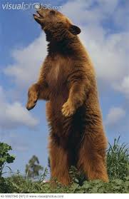 Grizzly Bear Standing Google Search Bear Images Bear Bear Hunting