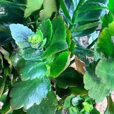 Image result for Kalanchoe brachyloba