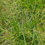 Image result for Eragrostis tenuifolia