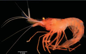 Image result for Sericanthe chimanimaniensis