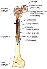 Medullary cavity the inside of the shaft is usually hollow, except that it is filled with yellow marrow in adults and red marrow in small children and infants. 31 Label The Long Bone Labels Database 2020