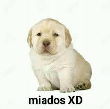 Pin De Crybaby En Memes Del Perro Memes Perros Memes Memes Divertidos