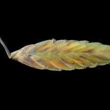 Image result for Pycreus unioloides