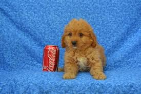 Lovely quality with teddy bear faces and amazing coat. Island Puppies Cavapoo Puppies For Sale Cavapoo Puppies Puppies