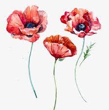 Watercolor Poppies Watercolor Flower Poppy Png Transparent Clipart Image And Psd File For Free Download Free Watercolor Flowers Watercolor Poppies Flower Drawing