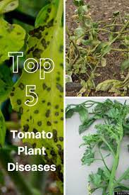 Dig a fairly deep hole for each plant and remove the seed leaves and any lower leaves before placing the lower third of the plant in. Top 5 Tomato Plant Diseases Gardening Know How S Blog