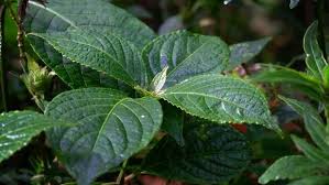 Khasiat daun keji beling bisa untuk antioksidan, artinya daun ini memiliki kemampuan untuk menangkal radikal bebas. 7 Tanaman Obat Paling Dicari Dan Berkhasiat