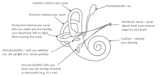 Start studying inner ear model. The Ear Meniere S Society