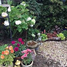 Garden Of The Day This Corner Of Colour And Greenery Is Courtesy Of Linda Boyle The Dahlia S Look Great In Their Pots Too Garden Ga Plants Garden Greenery