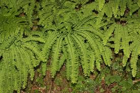 Image result for Adiantum vogelii