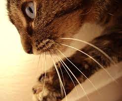 pin na doske purrrrrrrrfect cats