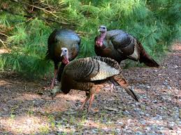 We did not find results for: 5 Myths About Eating Wild Game Vs Store Bought Meat Delishably