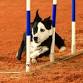 NADAC Agility Trials October 17-19, 2025 — event image