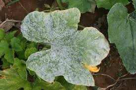 Image result for mildew on cucumbers