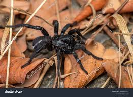 Image result for Amblygonocarpus