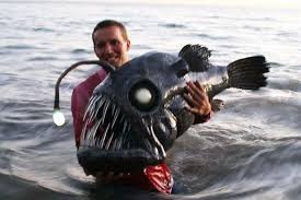 Tips, habitat, feeding, baits and more. Angler Fish Deep Sea Fish Weird Sea Creatures Sea Fish Sea Creatures