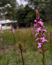 Image result for Dierama parviflorum