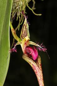 Image result for Bulbophyllum fuscum
