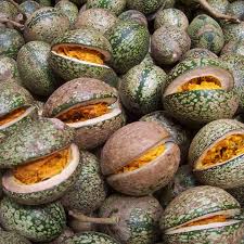 Image result for Voacanga africana