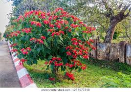 Image result for Euphorbia pulcherrima