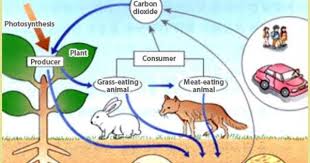 Thier Are Small Ecosystems This Is A Small And Simple Ecosystems Thier And Some Biotic And Abiotic Ecosystems Projects Ecosystems Abiotic