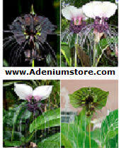 Prior to sowing soak seed in warm water for 24 hours. Tacca Seeds Rare Bat Plant Seeds