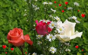Wallpaper nature flowers beautiful landscape wallpaper flower background wallpaper flower phone wallpaper scenery wallpaper rose wallpaper love rose pretty flowers exotic flowers purple flowers jude the obscure ronsard rose david austin roses david rose coming up roses. Love Roses Hd Wallpaper