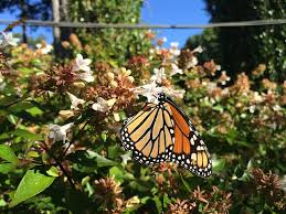 Monarch butterfly goes to work on a. Monarch Butterfly Flowers Sky Beauty In Nature Flower Plant Butterfly Insect Piqsels