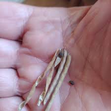 Image result for Tephrosia meisneri