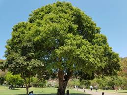 Image result for Celtis africana