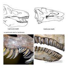 Dinosaur Teeth Comparison Meat Eating Vs Plant Eating Herbivore Teeth Carnivore Teeth Dinosaur Crafts