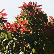 Image result for Khaya anthotheca