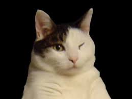 All your memes, gifs & funny pics in one place. The Kitty Cat Dance Youtube