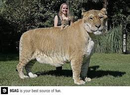 This Is A Liger And It Is The Largest Cat In The World Rare Animals Wild Cats Unusual Animals
