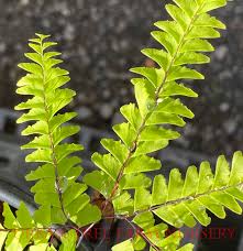 Image result for Adiantum