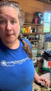 Growing your strawberry patch! This is one way. We use this method because  we have holes in weed barrier rather than a big field. If you have a field  or a bed of them all you have to do is make sure ...