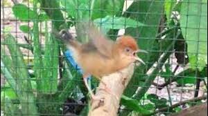 Entdecke rezepte, einrichtungsideen, stilinterpretationen und andere ideen zum ausprobieren. Kicauan Burung Cici Padi Si Mungil Bersuara Unik Youtube