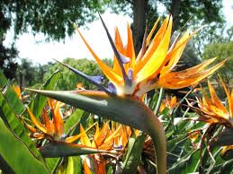 Image result for Strelitzia caudata