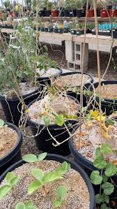 Image result for Pyrenacantha