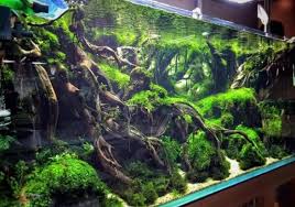 Top 10 Aquascaping Betta Tank Inspirations Aquascape Paludarium Blog Aquascape Aquarium Aquarium Design Aquarium Landscape